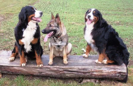 Zwei Berner Sennenhunde und ein Schäferhund sitzen nebeneinander auf einem Baumstamm im Gras.