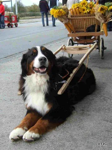 Berner Sennenhund liegt vor einem alten, mit Sonnenblumen geschmückten Wagen