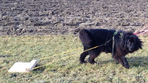 schwarzer Neufundländer zieht ein Brett über eine Wiese