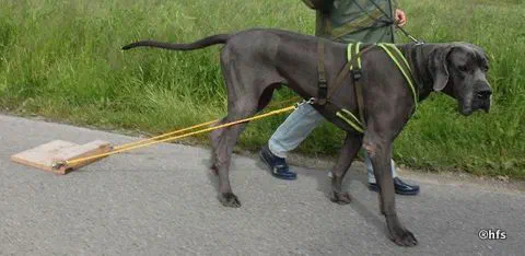 Deutsche Dogge zieht ein Brett auf Teer