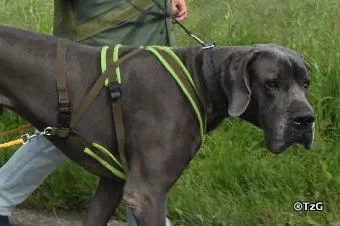 Deutsche Dogge mit Pulkageschirr aus Gurtband