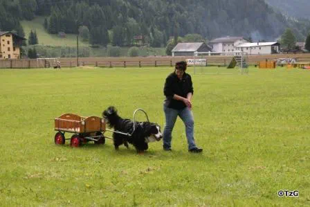 Berner Sennenhund zieht einen kleinen Wagen über eine Wiese, daneben die Hundeführerin