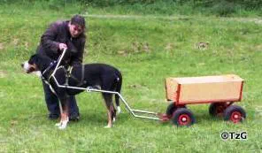Person legt einem Berner Sennenhund im Zugbügel das Geschirr an