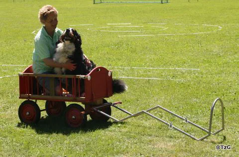 Berner Sennenhund sitzt in einem kleinen Wagen, daneben eine Person