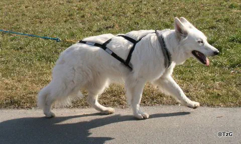 weisser Schäferhund mit X Back Geschirr